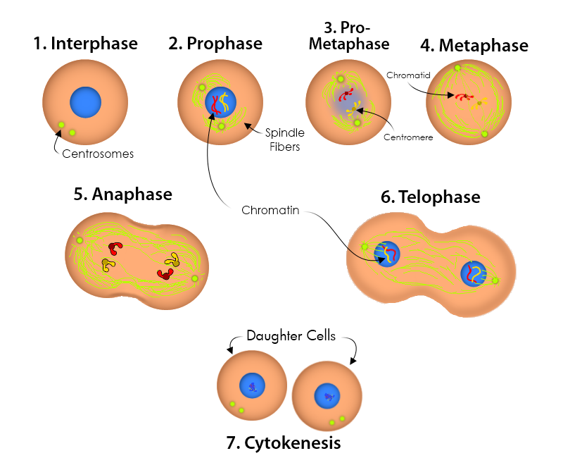 mitosis diagram