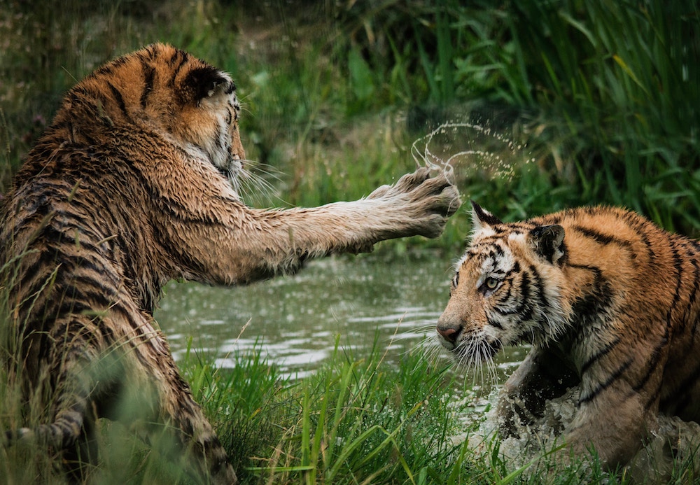 Tigers Feuding